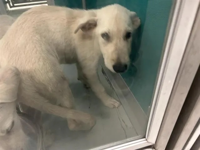 keekoo 🪶 |Coyote Vtuber| tweet media