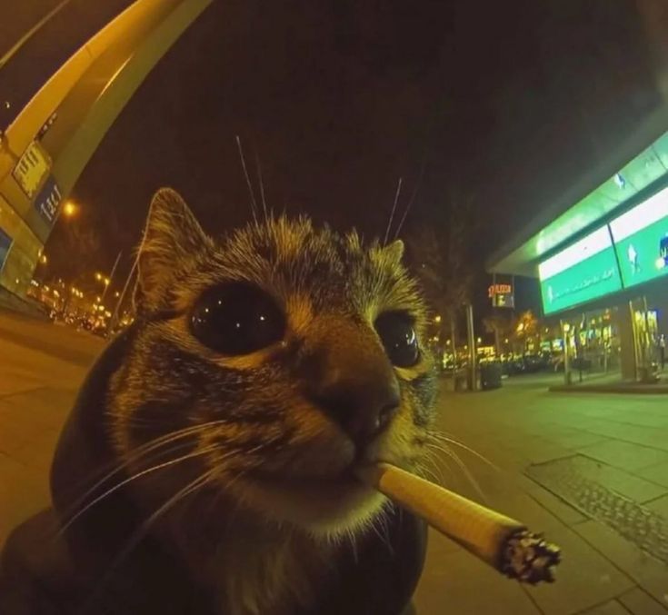 MAC🇦🇺 tweet media