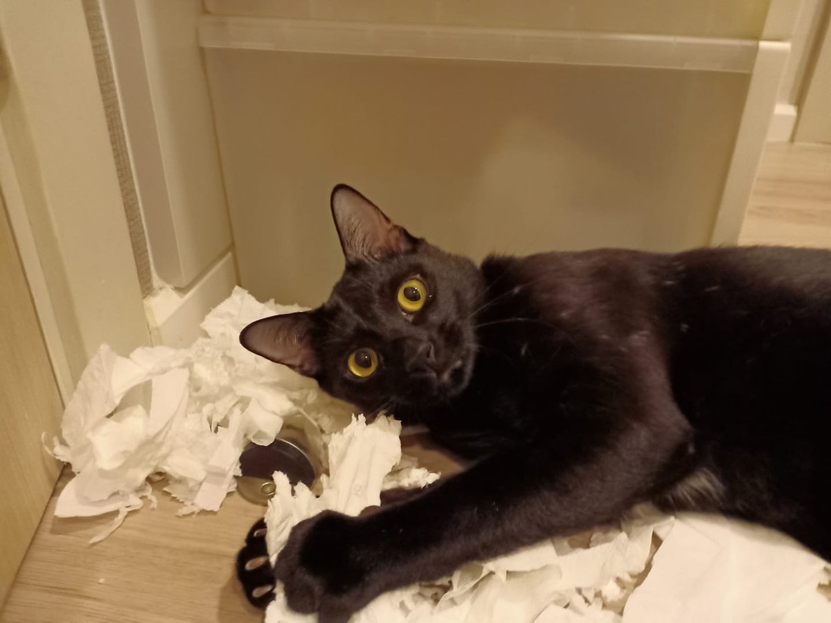 translated cats tweet media