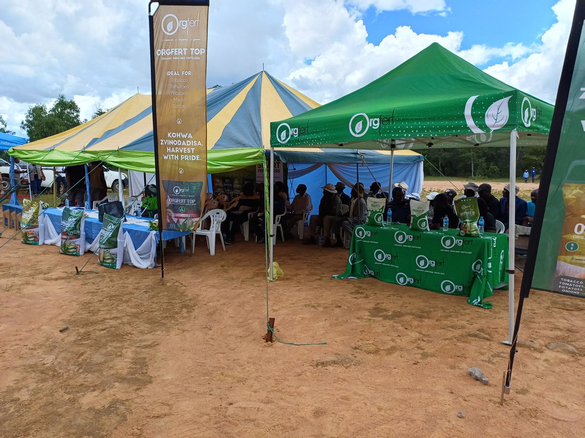 Orgfert1's tweet photo. Women are championing Pfumvudza model  to greater heights thanks to our climate smart fertiliser solutions. 

Results from Mhondoro-Mamina, celebrating Mrs Tooro's success story with us.

#kohwazvinodadisa 
#harvestwithpride 

0785672500 https://t.co/RpAqRSq5vI