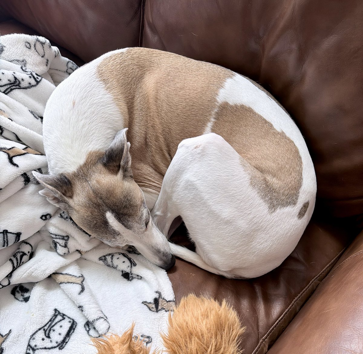 Cora the Whippet 🐕 tweet media