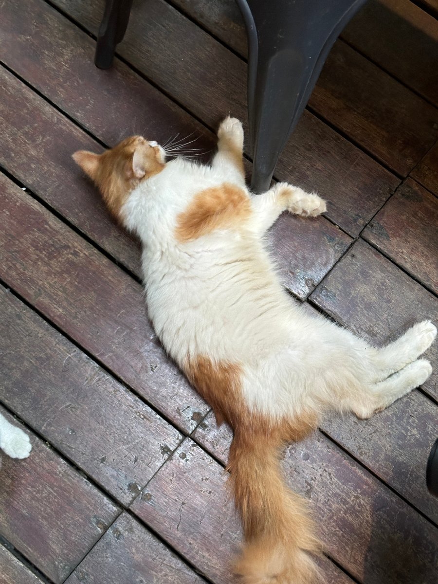 Studio Alidor tweet media