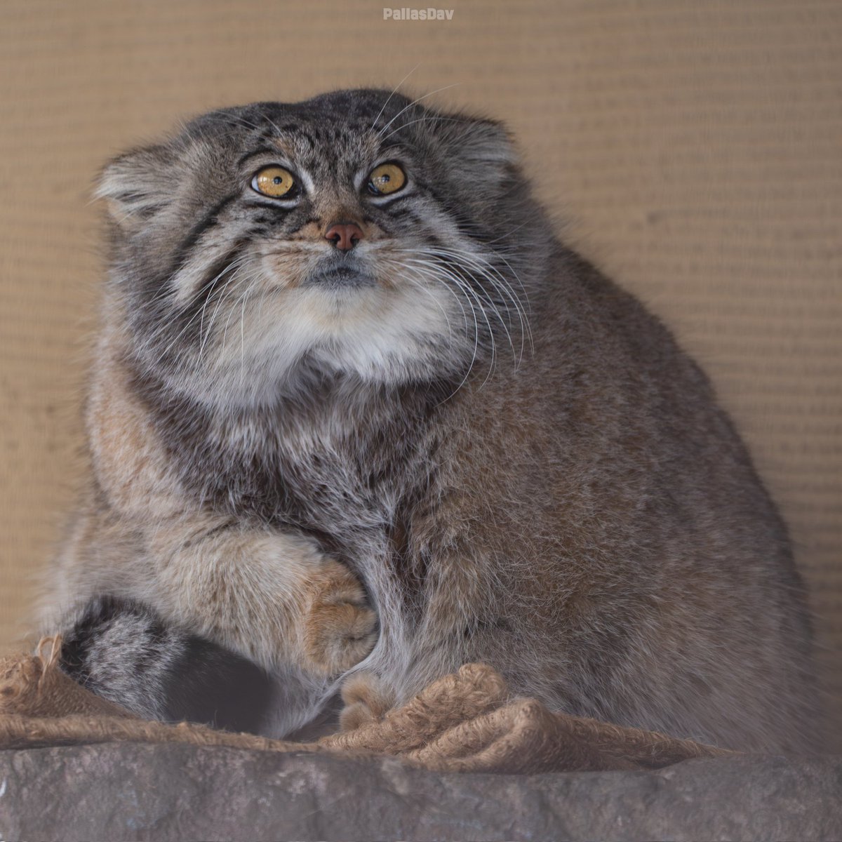 Patrick Bateman tweet media