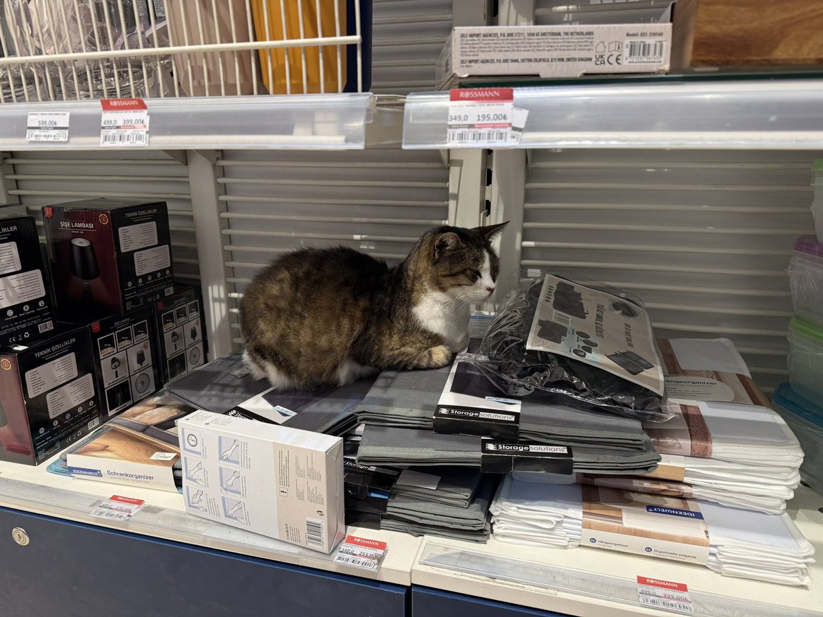 gulfemdragon's tweet photo. Rossmanda kedi satıyorlar fiyatı çok uygun kaçırmayın https://t.co/kueHiQFqi4