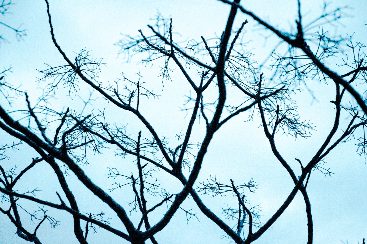 すずはたしろな tweet media