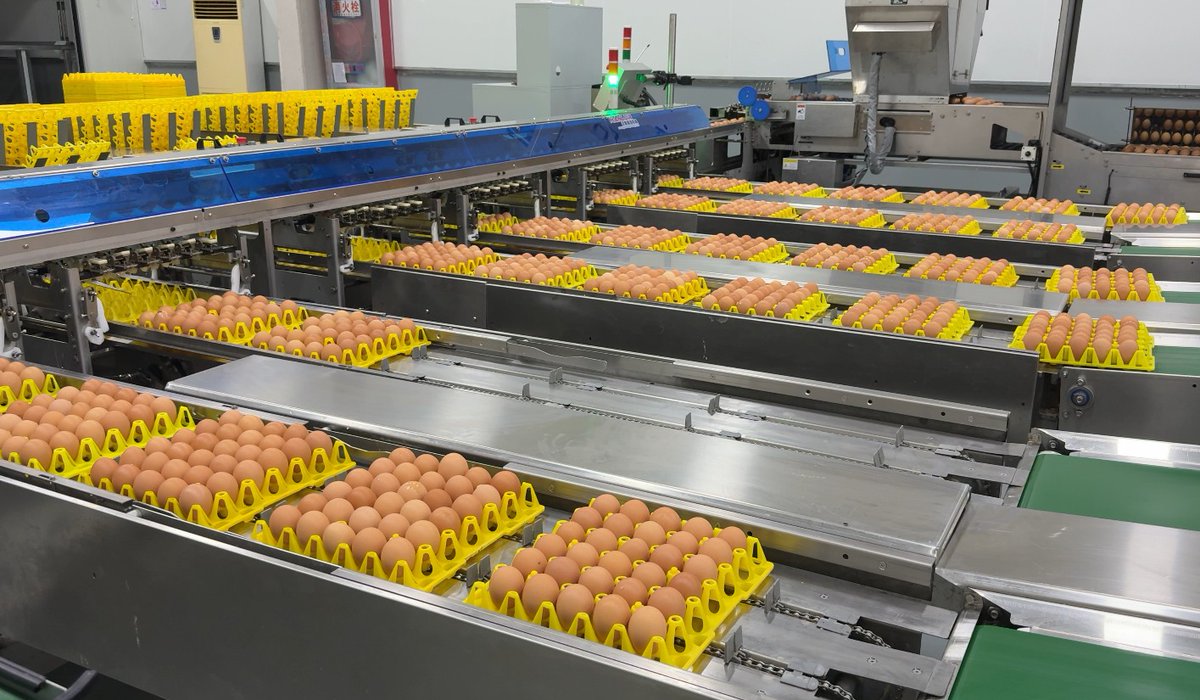HangJia35399's tweet image. From clean egg systems and sorting lines to packaging and pickling equipment, we offer a complete range of production lines. Each solution supports smooth, scalable operations for modern egg processing businesses.
#EggProductionLine #ProcessingEquipment #EfficientFarming