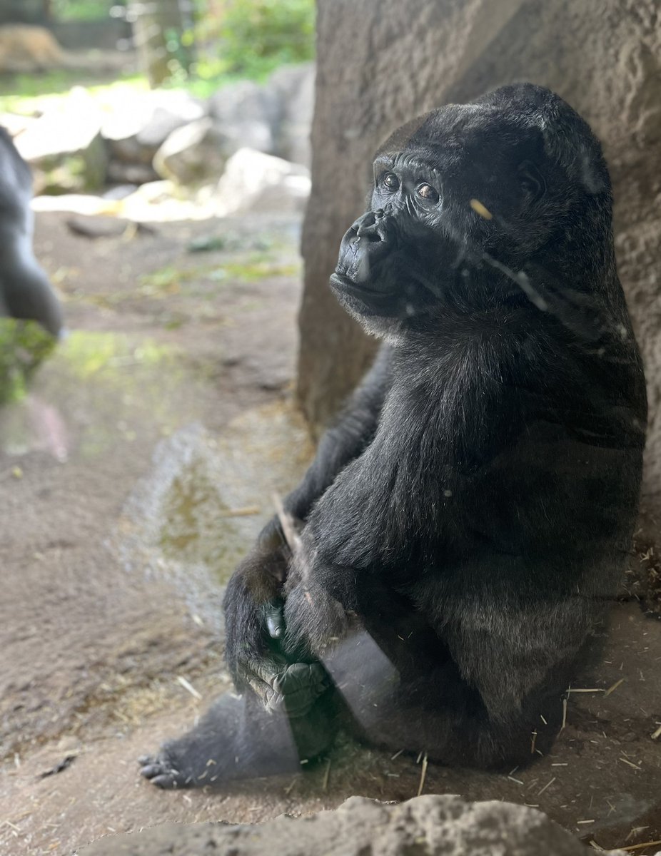 マシュマー・テロ tweet media