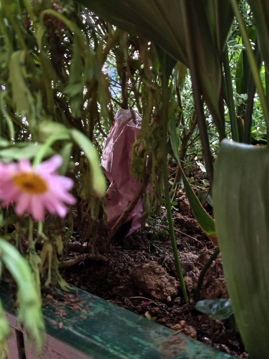 蛋仔的秘密花园 tweet media