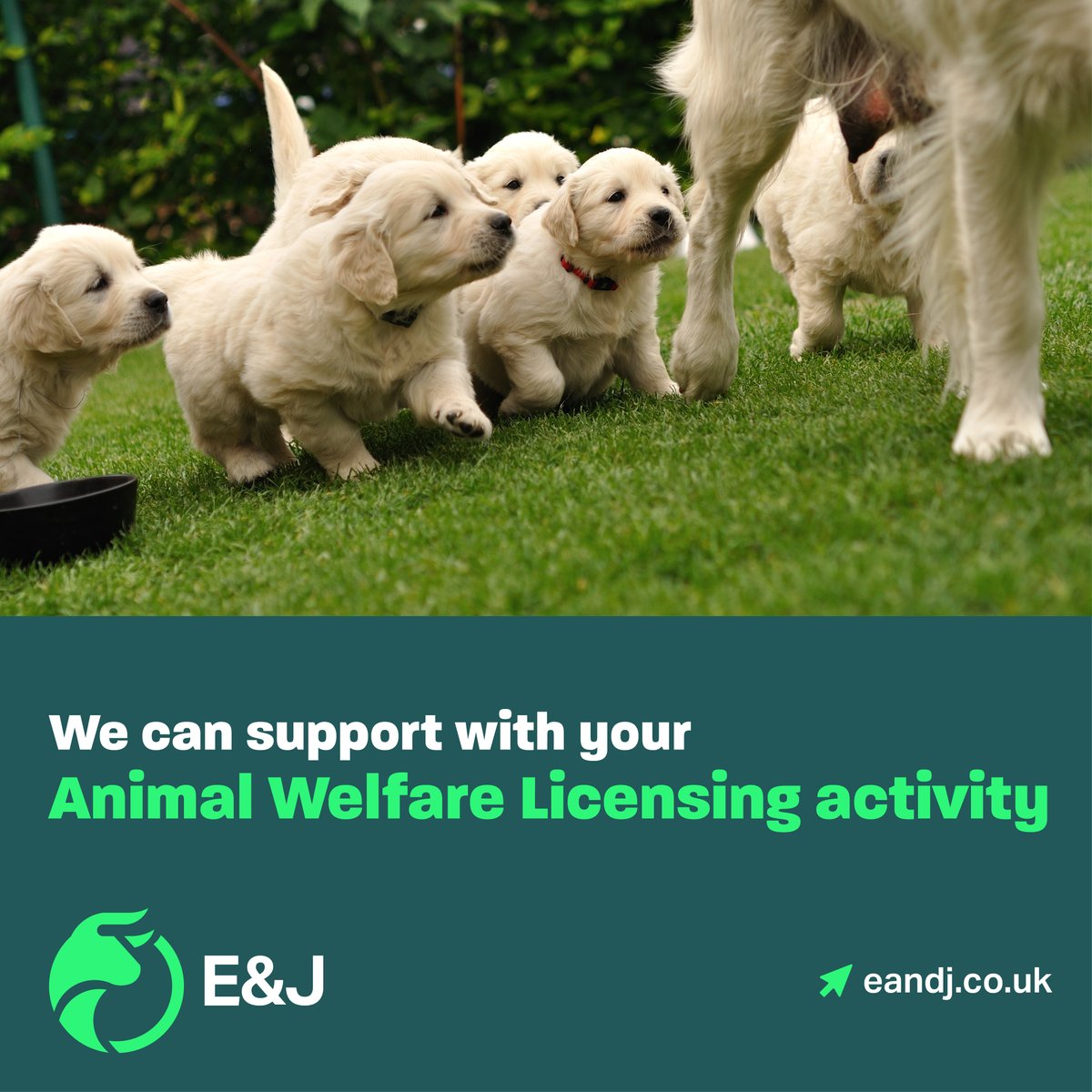 Looking for a vet to support with Animal Welfare Licensing activity?

Our experienced veterinarians are available nationwide to assist Local Authorities with inspections. 

Find out more: eandj.co.uk/animal-welfare…

#AnimalWelfareLicensing #VeterinaryInspections