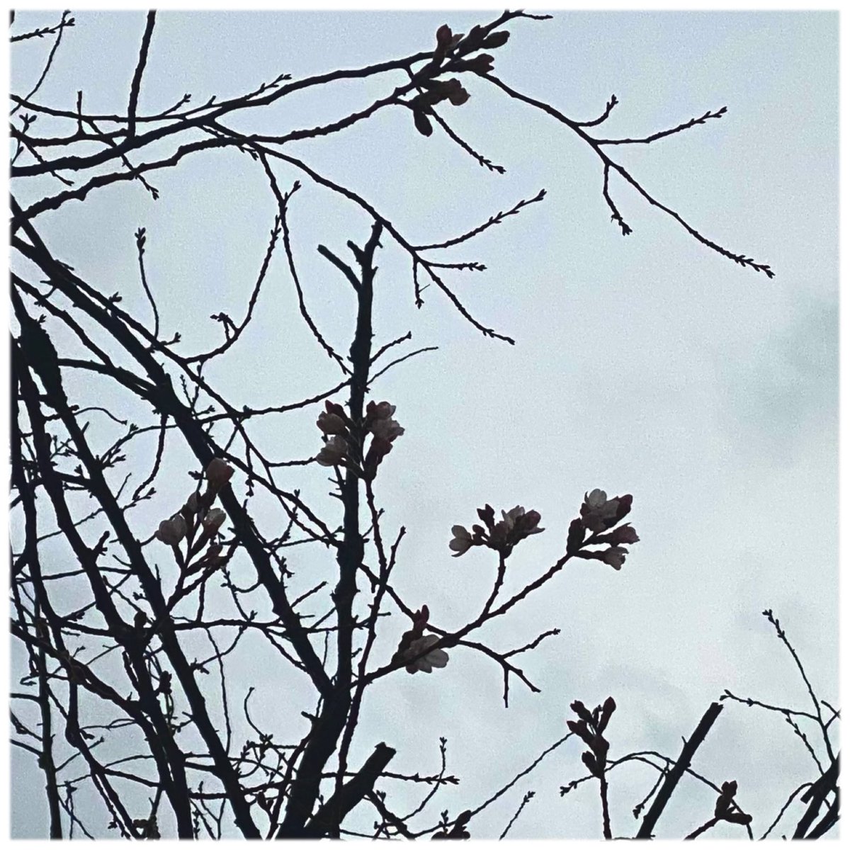 karayan 👟S国少佐 tweet media