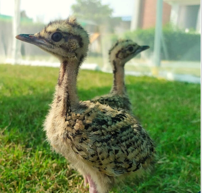 National Authority, CAMPA, MoEF&CC, GoI tweet media