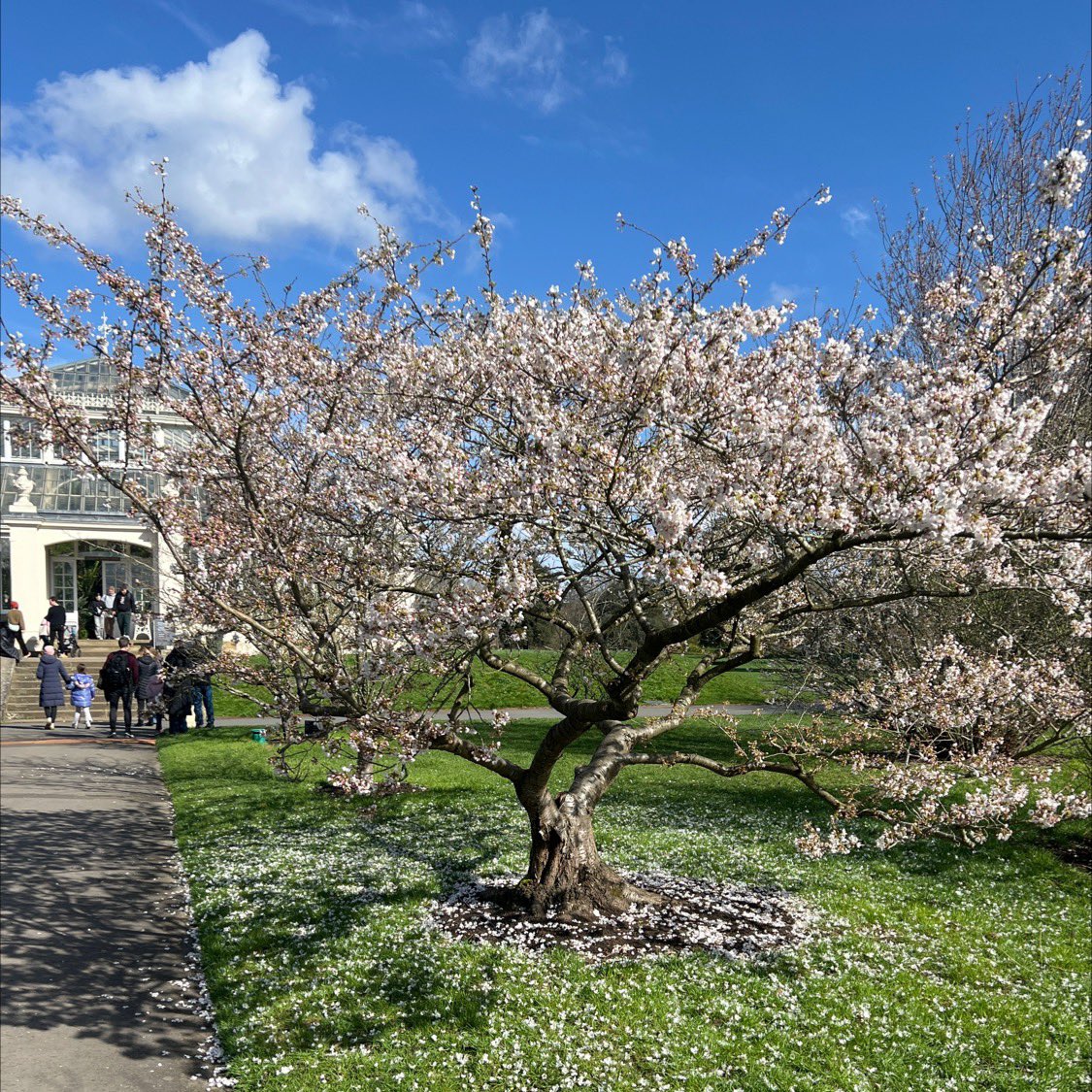 TiCL (NO to a blue tick) tweet media