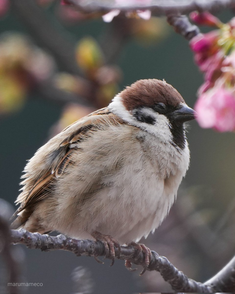 maru_mameco tweet media