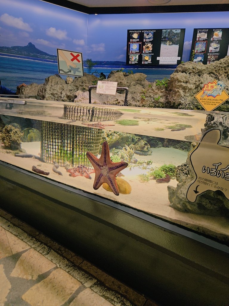 ウォルピスカーター tweet media