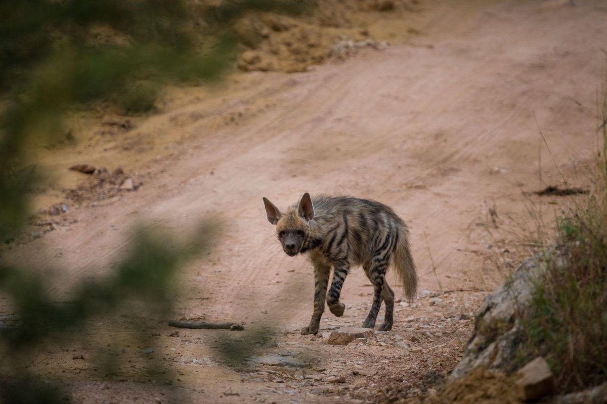 Satpura Tiger Reserve tweet media
