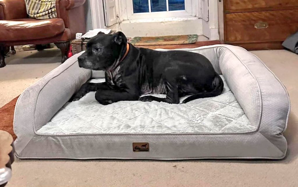 SeniorStaffy's tweet image. Look at me 👀, I’m Sir T 🐾
Got a new bed 🛏️, just for me 😊
Here in foster, I’m loving my life 🥰
So much love after my awful plight  😞
Fanks to you all and SSC 🐾
For doing so much to look after me 😌

Luv n licks from Sir Thomas 🐾😘

seniorstaffyclub.co.uk #teamzay #RESCUE