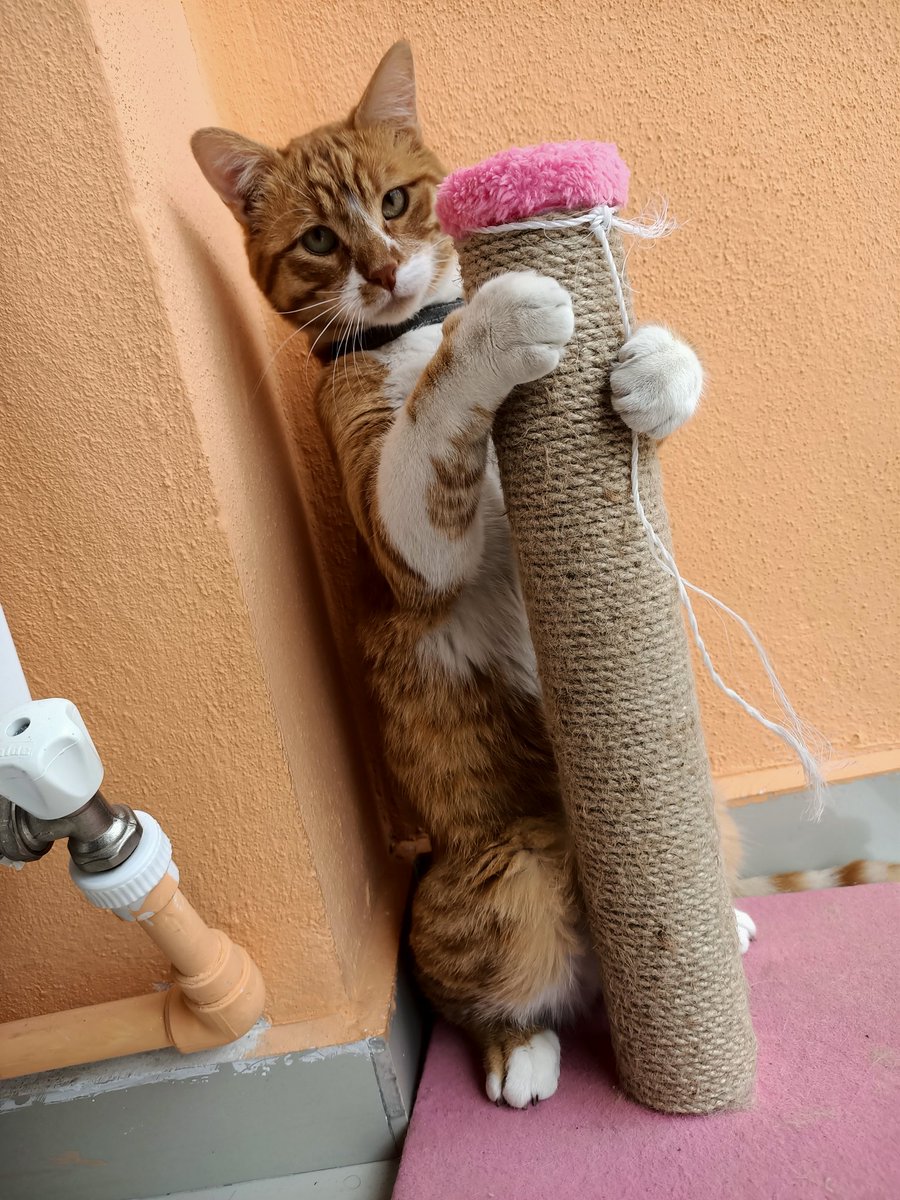 kılavatlı Paris tweet media