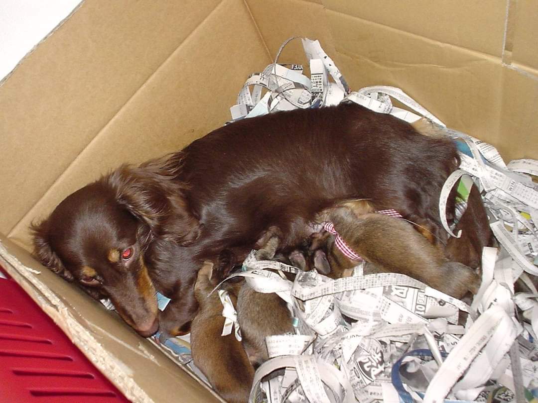 ちょこぺこ tweet media