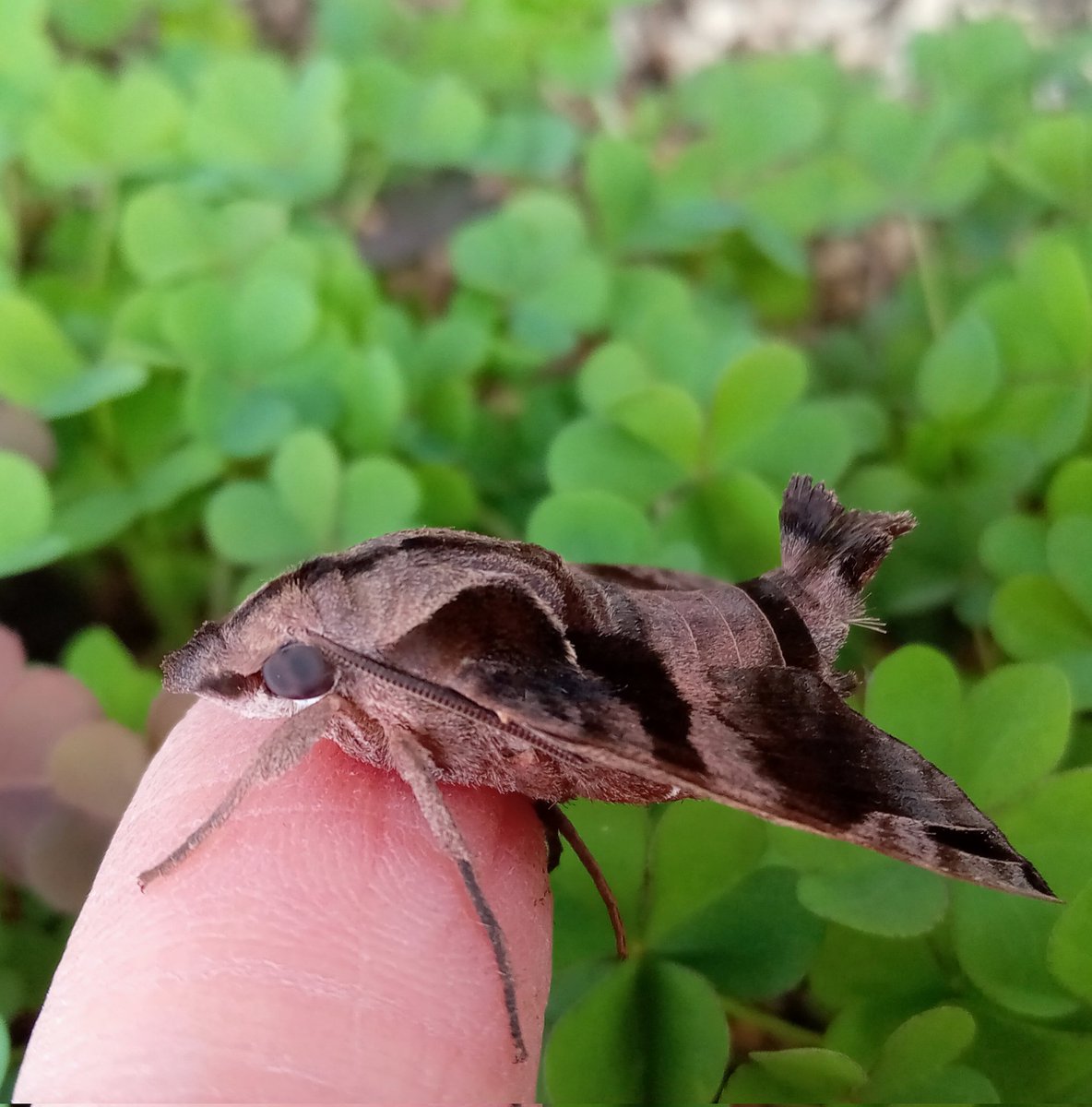 わさび@ちょうちょまんが家 tweet media