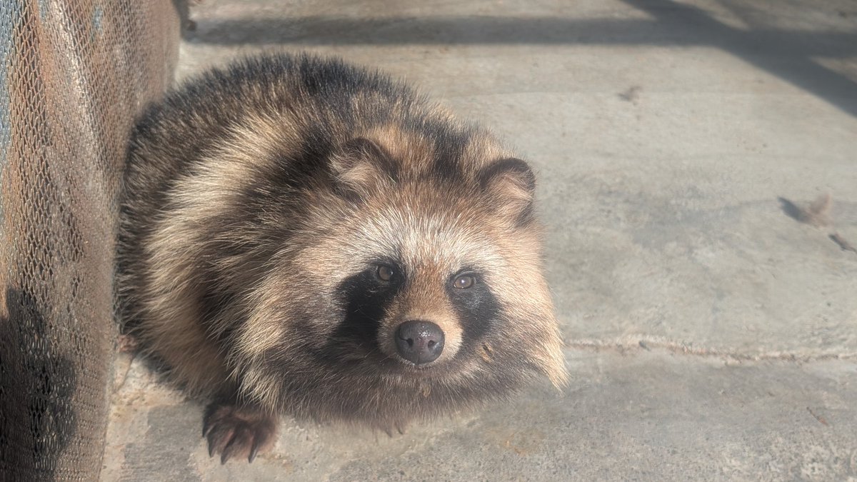 北きつね牧場【公式】 tweet media