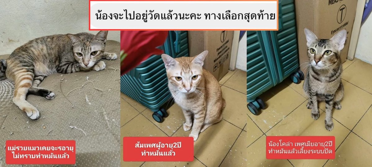 พี่นุดช่วยรีหน่อยน้า🥹💖🙏🏻
เคสนี้เราเพิ่งช่วยแชร์ไปเมื่อไม่กี่วันก่อน
แต่วันนี้เจ้าของเคสหมดหนทางแล้วจริงๆ ทางเลือกสุดท้ายคือ เตรียมส่งเด็กๆ ไปอยู่วัด
โพสต์นี้อาจเป็น “โอกาสสุดท้าย” ของพวกเขา
ติดต่อคุณสายสมร 089-933-2519 📲