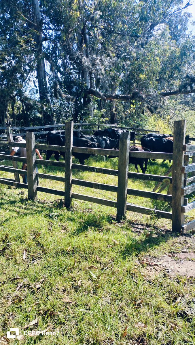 Pl Chiquinquirá Pasión Ganadera tweet media