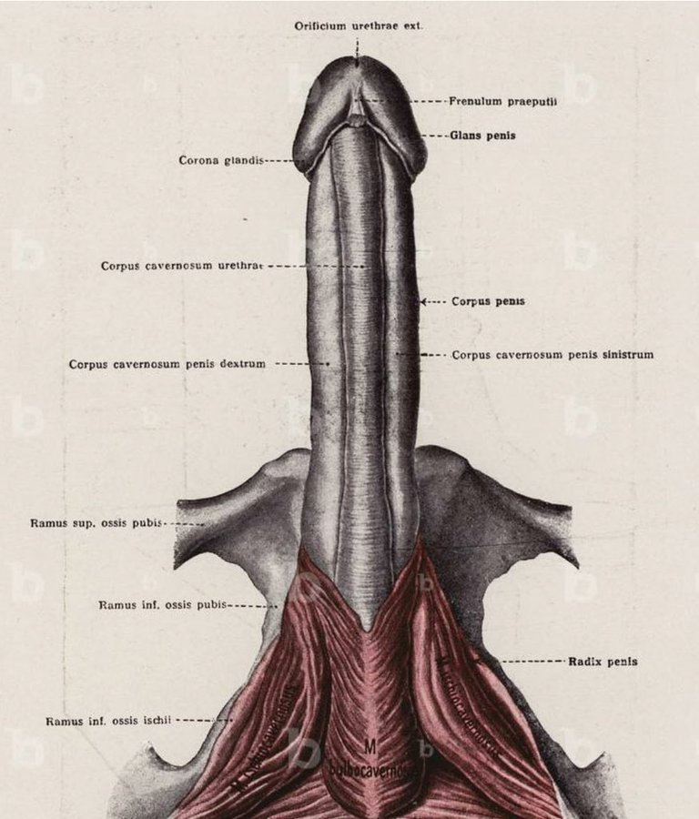 Carlos - Dominio del Dinero tweet media