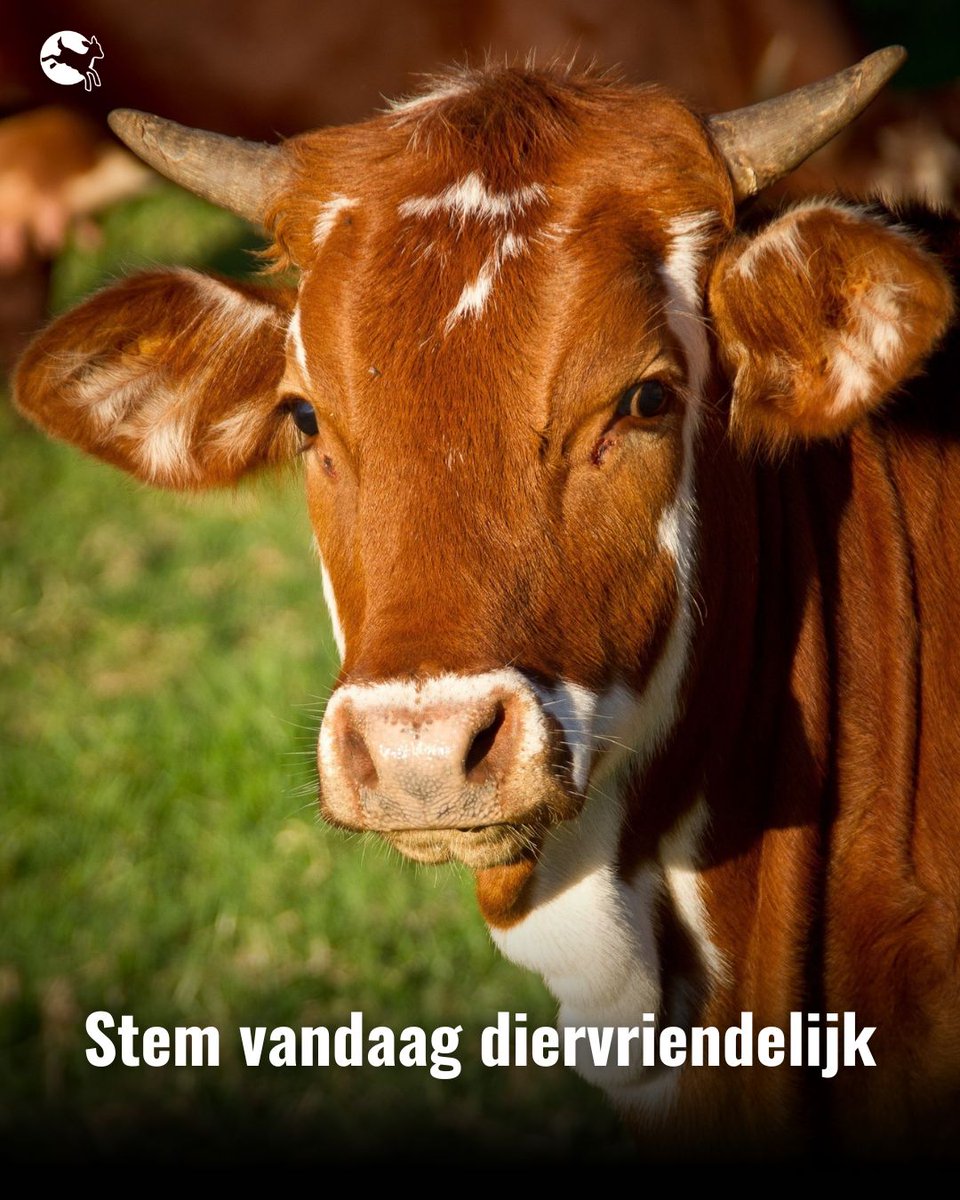 CIWF Nederland tweet media