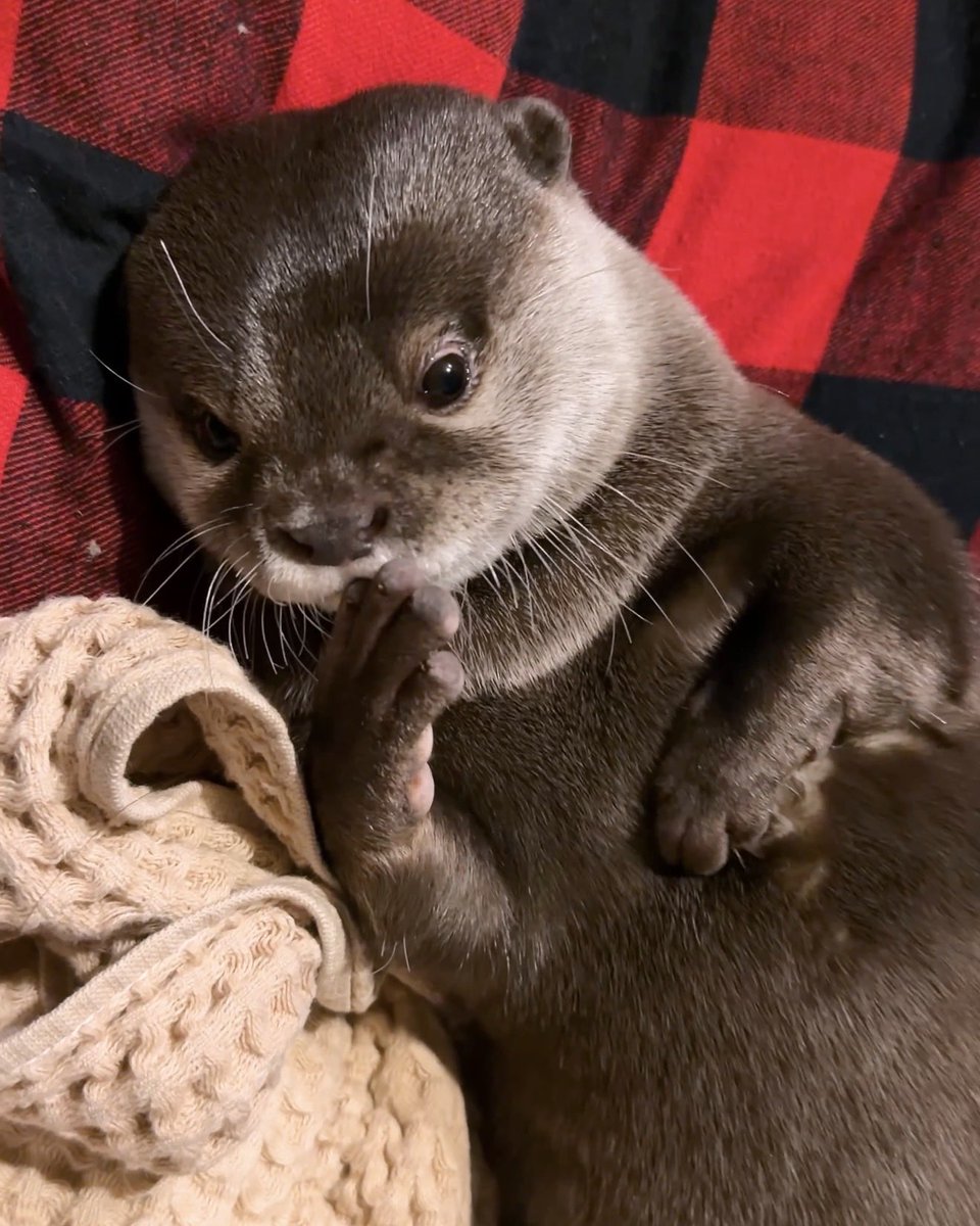 カワウソ コタロー&ハナ Otter Kotaro&Hana tweet media