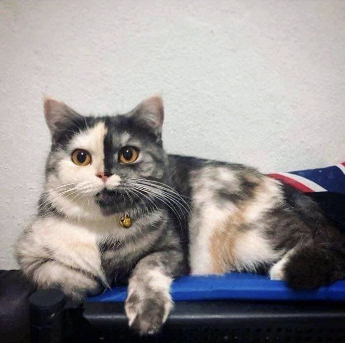 猫しか勝たん tweet media