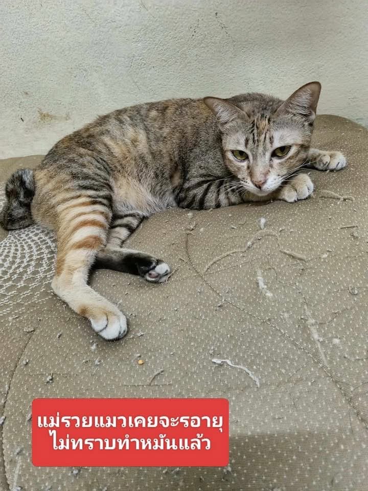 llWSSWll 💜🖤#น้องบุญรอดใจสู้ tweet media