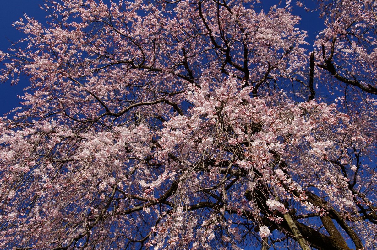 MKF_2019's tweet photo. 昨日(3月17日)午後の岐阜市岩田の林陽寺の「しだれ桜」。六から七分咲きぐらいか(私見)。空を埋め尽くす圧巻の桜。#α57 #枝垂桜 #一本桜 https://t.co/qCZXFIno9J