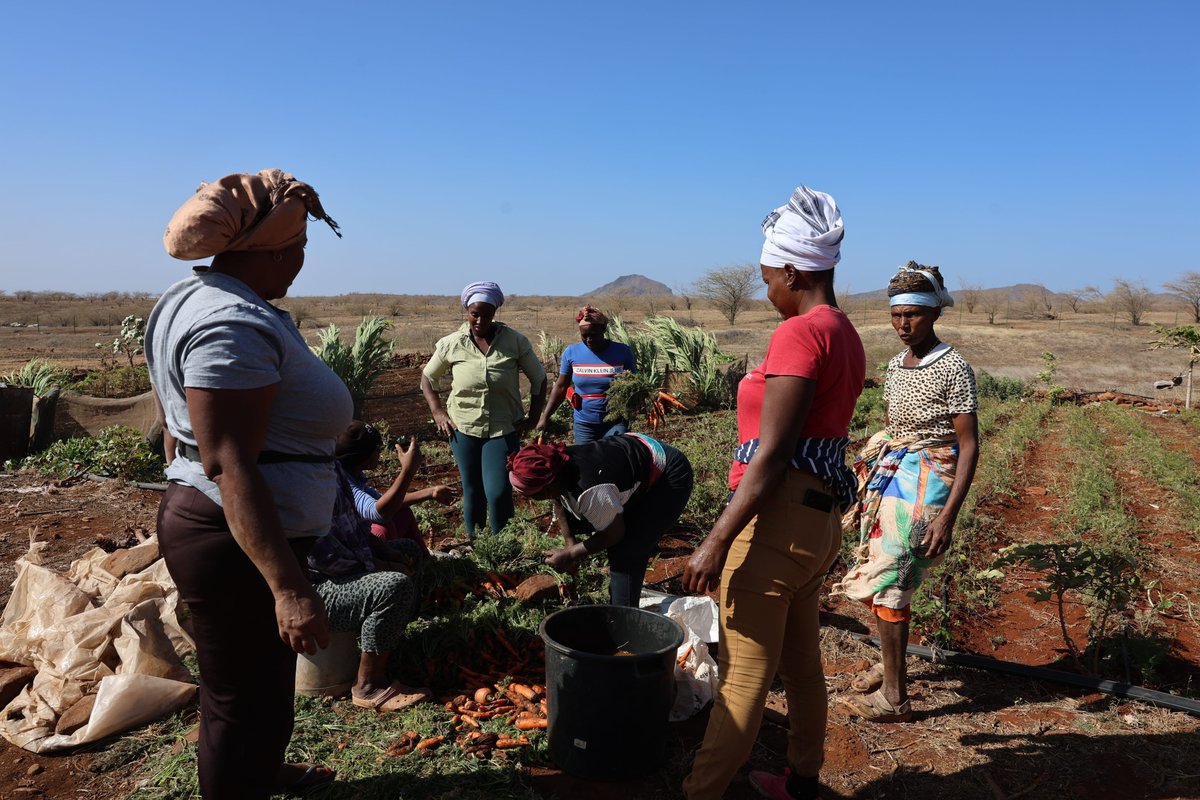FAOCaboVerde tweet media