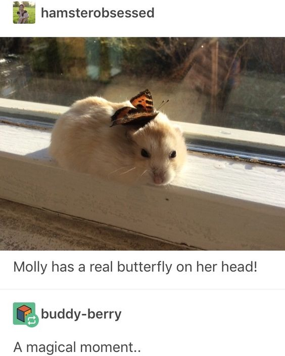 WholesomeMemes tweet media