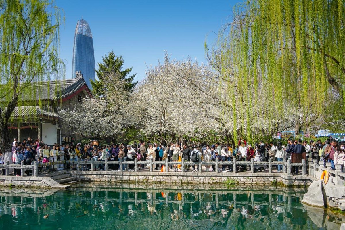 TouchShandong's tweet image. As part of the 2026 Jinan's "Spring Tour of Flower Festivals" series, the 23rd Wulongtan Cherry Blossom Festival will open this Saturday, March 21, inviting tourists to a romantic appointment with #spring. #China #enjoylife #Shandong