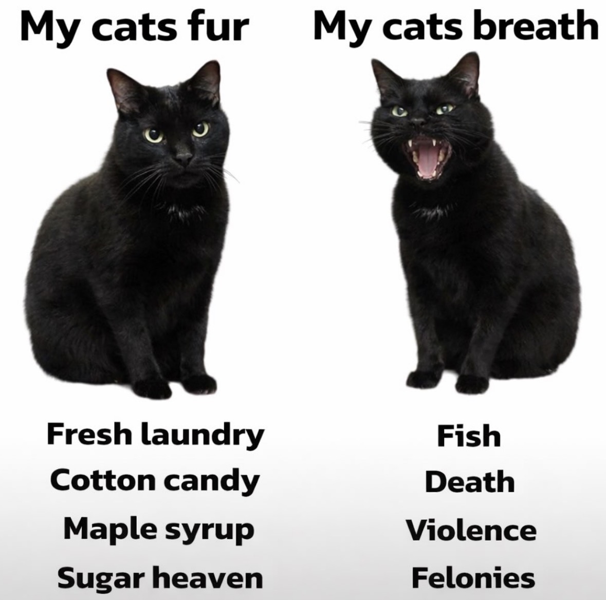 Respectful Memes tweet media