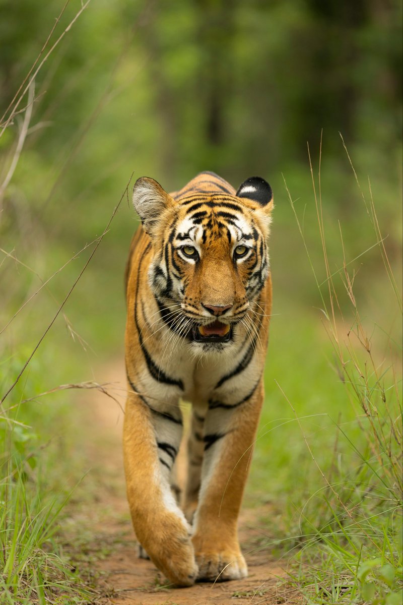 marie_nassar's tweet photo. Good morning X-Friends…Happy Wednesday 🌼☕️🐯🤎🧡💛

#WednesdayMorning 🌼 #CoffeeTime ☕️ #AnimalLovers 💛 #StayPositive 💐 #PeaceAndLove 🕊️ https://t.co/IG3NiLIzCY