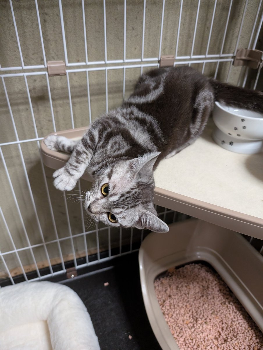 トンピ～ tweet media