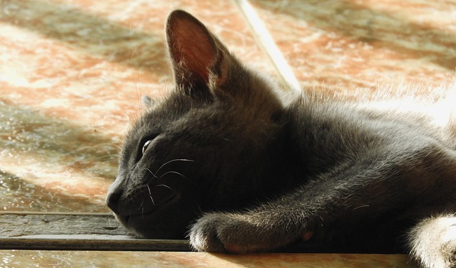 Satyaveer Borror tweet media