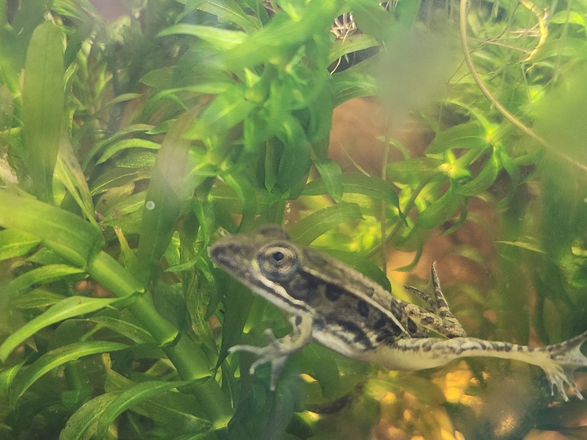 jay but gayer tweet media