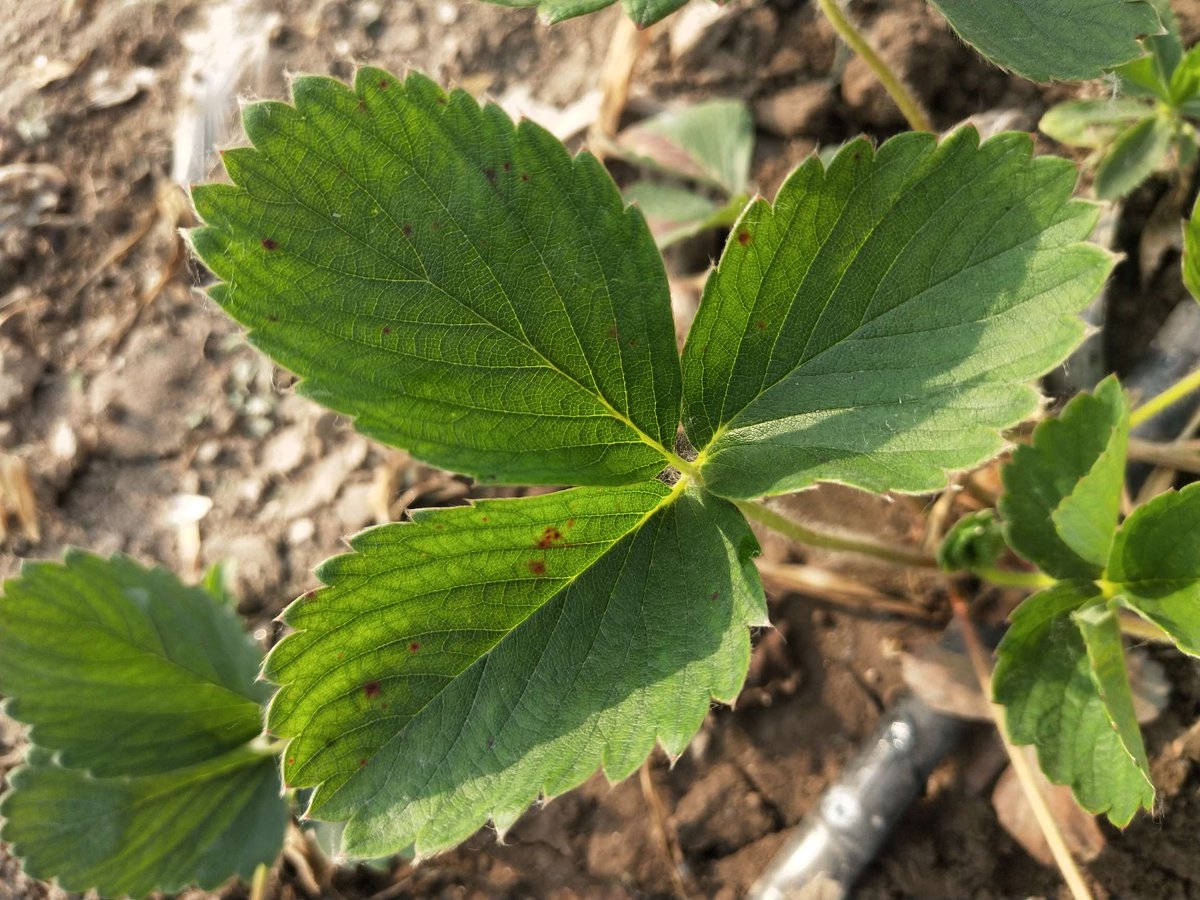 victoriacristina tweet media