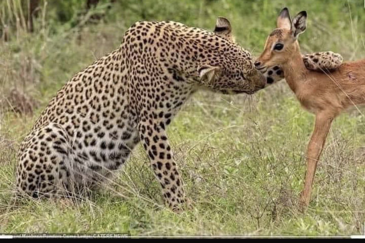 If a leopard and an impala can find a moment of peace, why is it so hard for us? Proof that even in a world of predators, gentleness is possible. ✨ #Peace #Connection

But be honest, would the leopard still eat the impala?