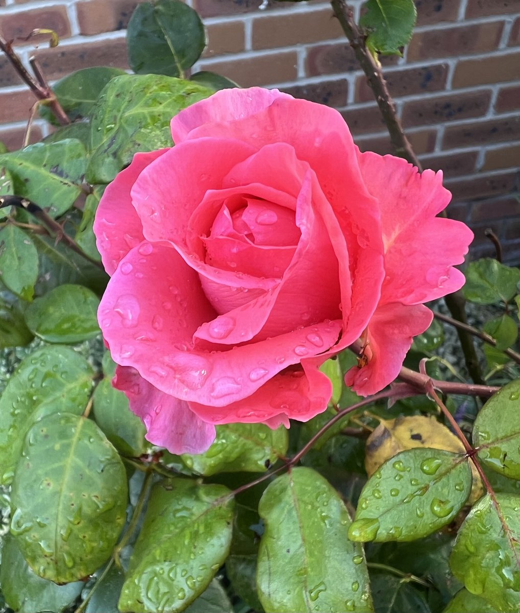 Trinkle. tweet media