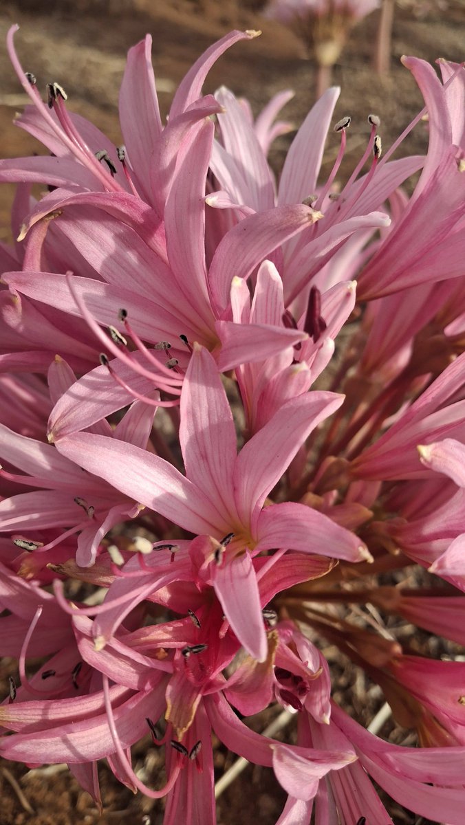 Namaqua West Coast tweet media