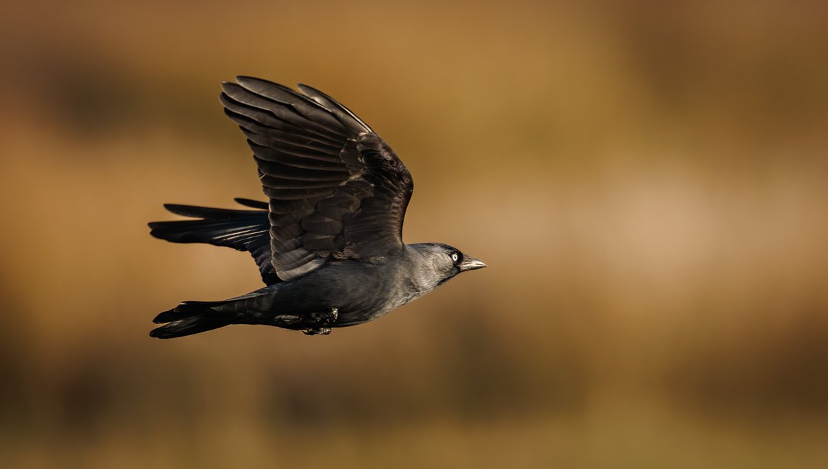 Brian's Birds tweet media