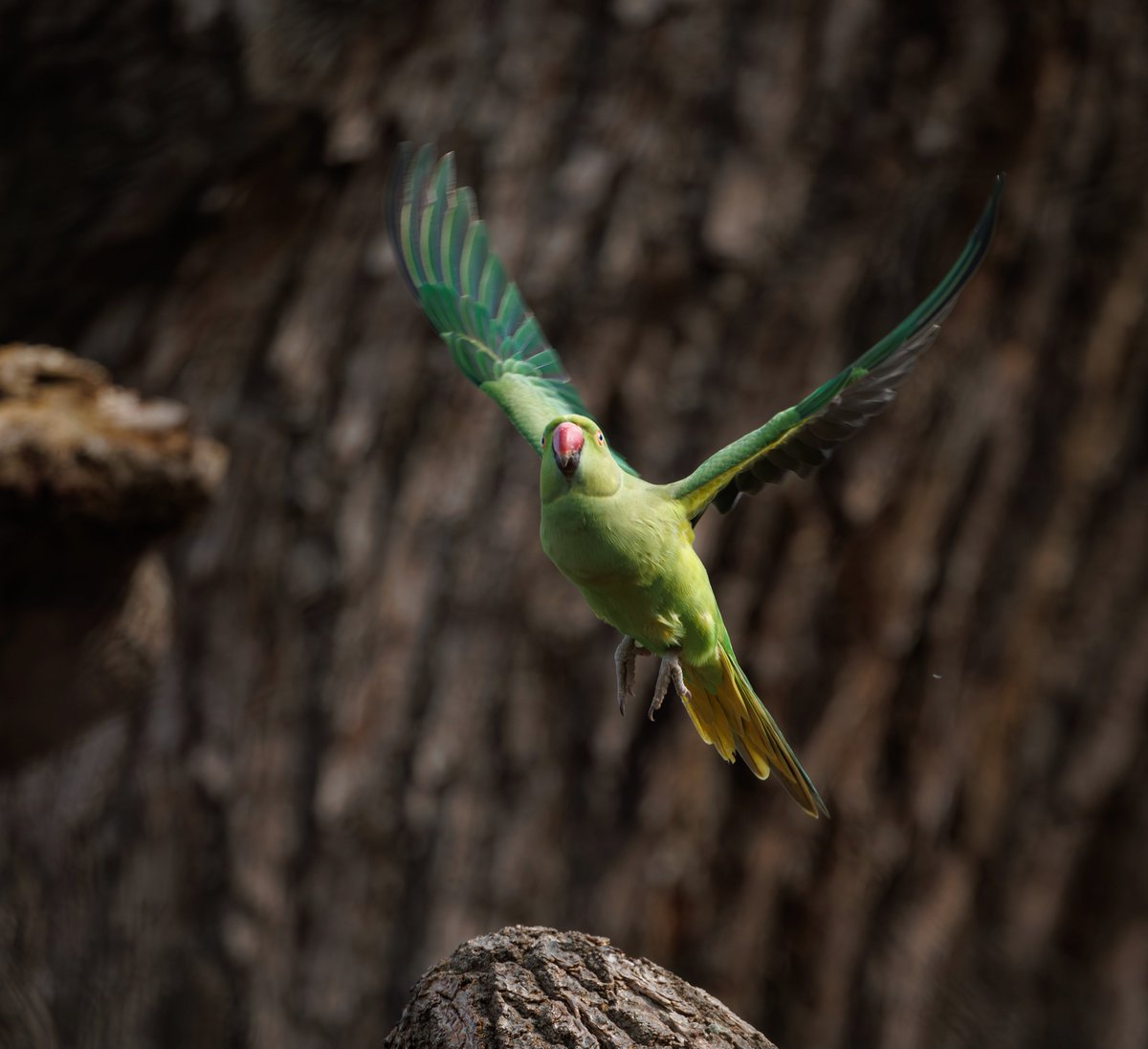 Brian's Birds tweet media