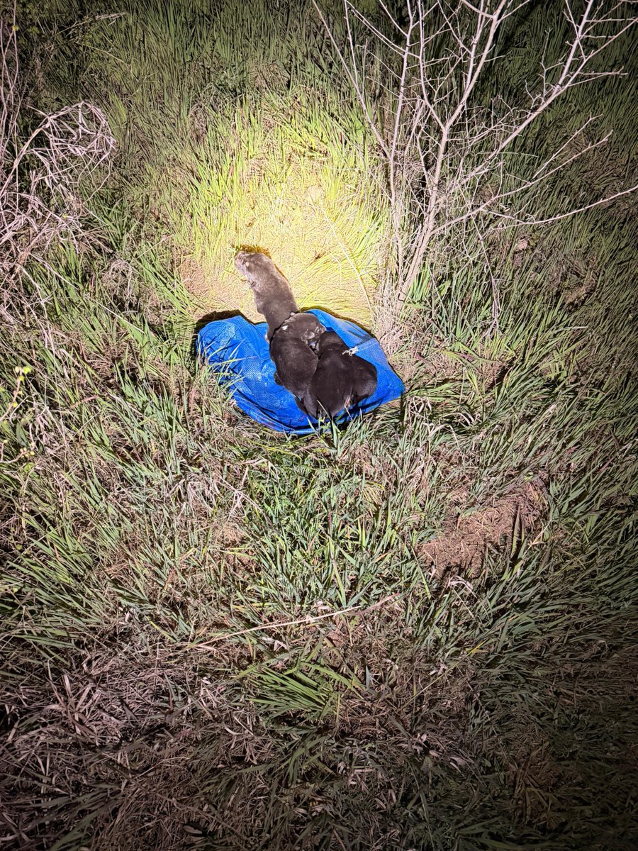 Man I felt so sick and angry yesterday. Some scumbag had left these young puppies to die by the Pineios River here in Larissa. So lucky that I'd met a bunch of nice young lads before this on my walk, and they immediately took them in. They were as shocked and angry as I was.
