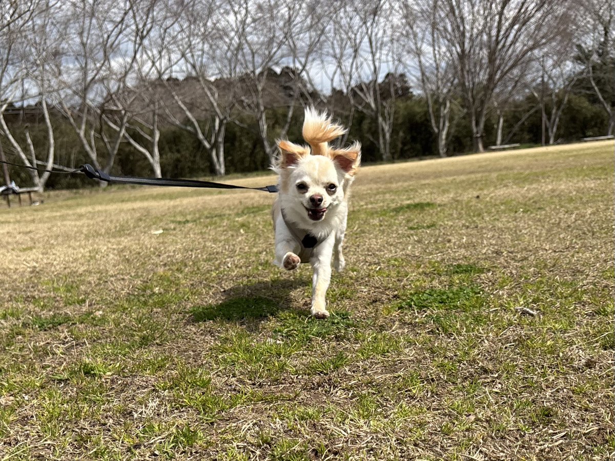 涙目のはる tweet media