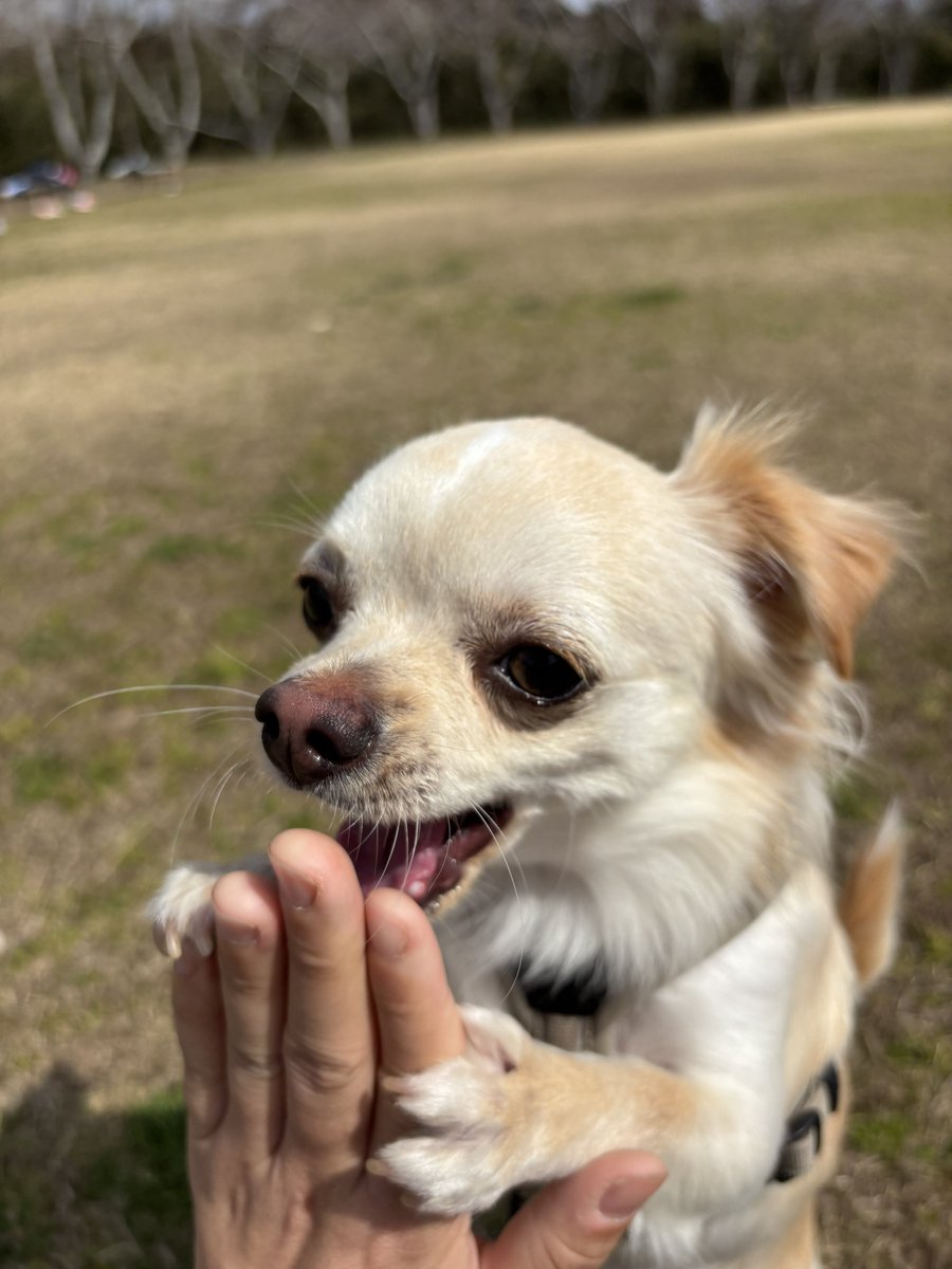 涙目のはる tweet media