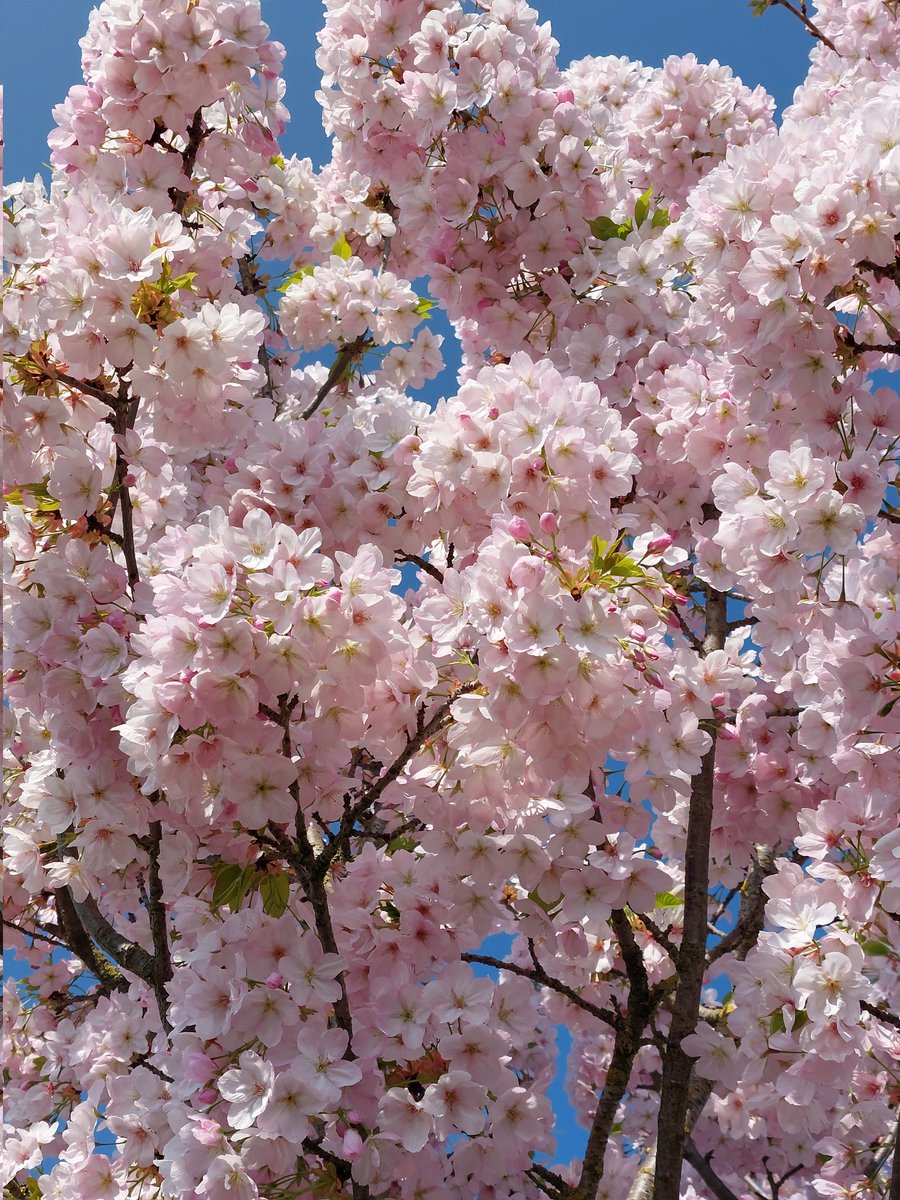 webcat ⚪🔬 tweet media